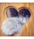 KOŠICE - Srdce pre mačky